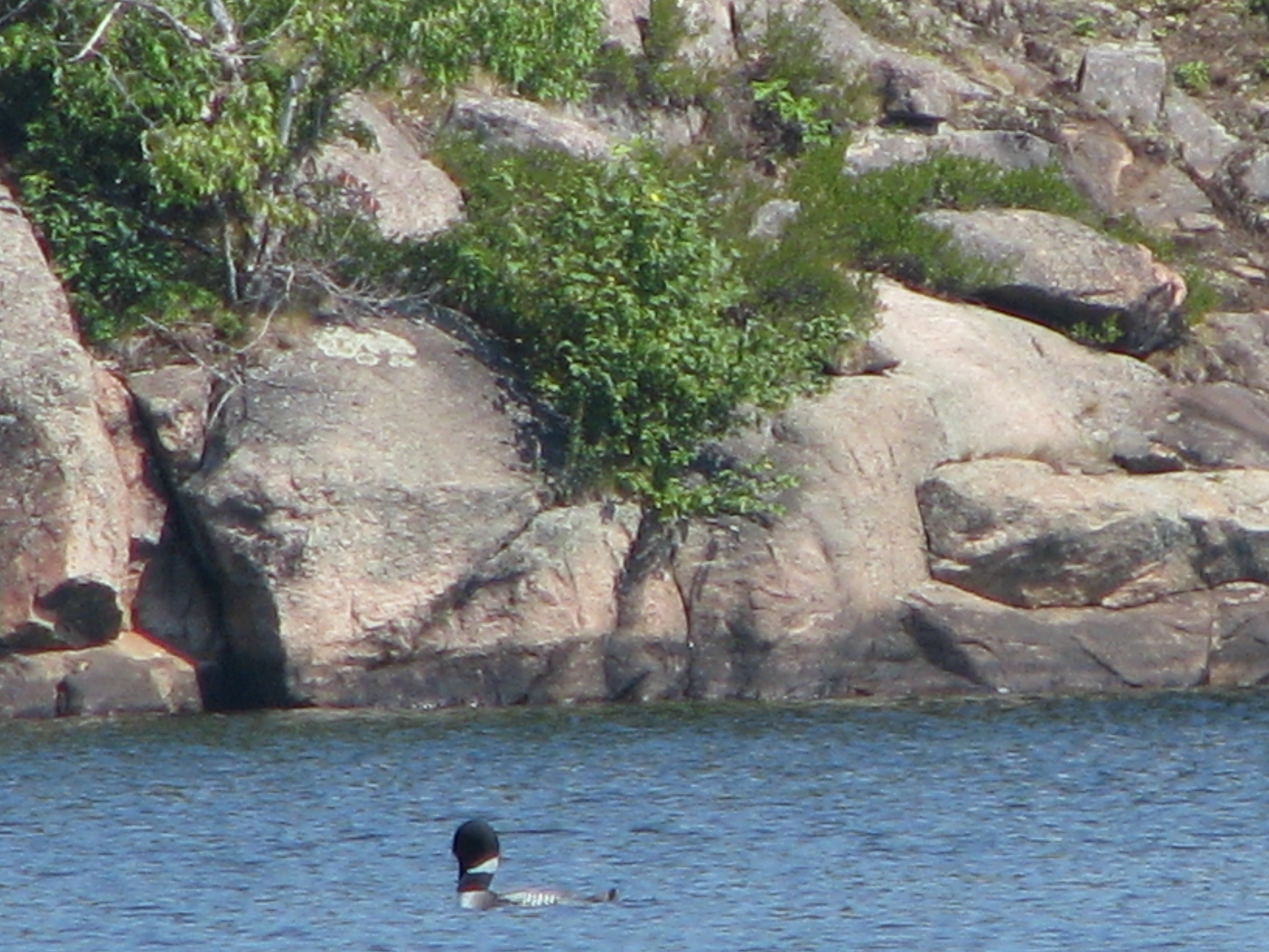 Nine Mile Lake Loon