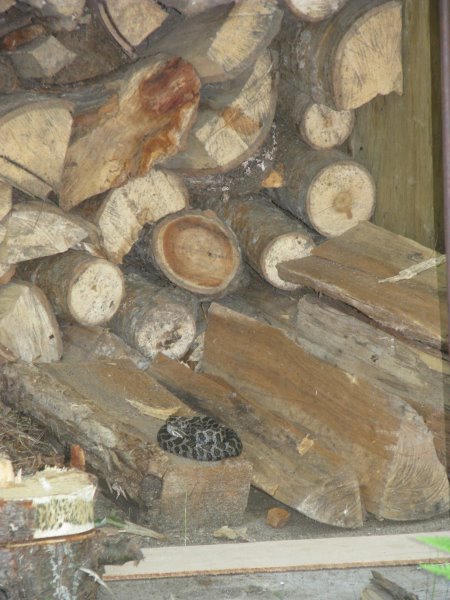 Rattler in wood pile